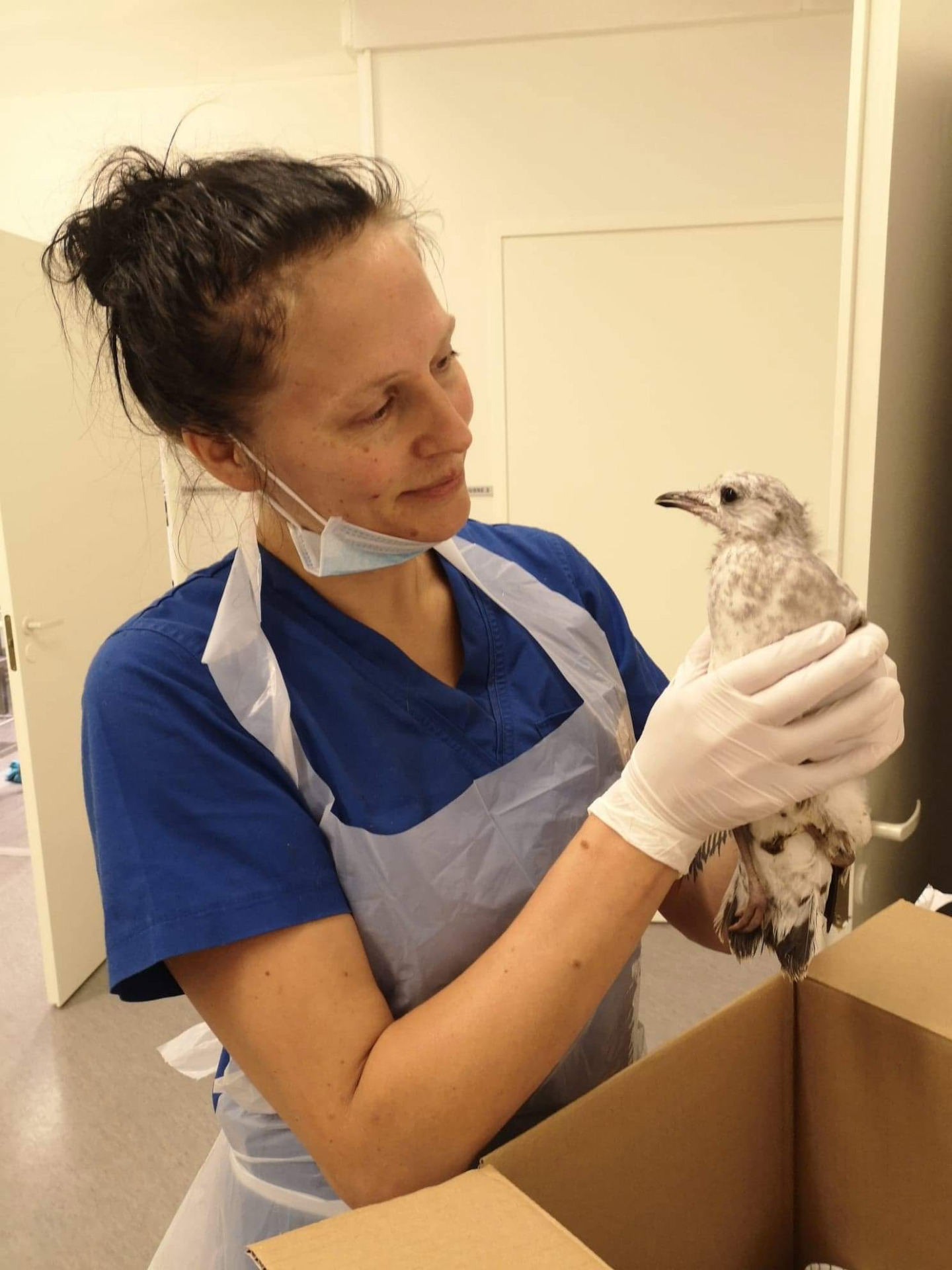 Eläinlääkäri mukana eroon ääripiirteistä kansalaisaloitteessa