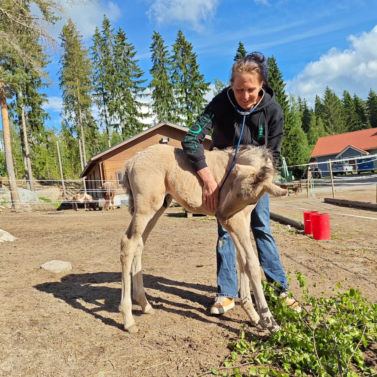 Eläinlääkärin toimenkuva on monipuolinen. Eläinlääkäri työssään maatilalla, varsaa hoitamassa. Eroonääripiirteistä.fi. 