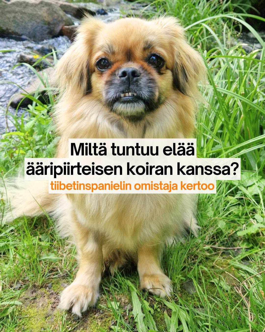 Eroon ääripiirteistä. Kansalaisaloite17138 ääripiirteisten koirien ja kissojen jalostuksen kieltämiseksi. 