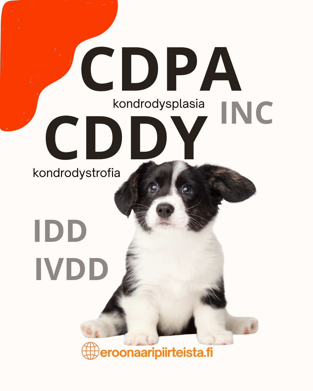 Welsh corgi cardiganpentu ja infografiikka CDPA ja CDDY-retrogeenistä eroonääripiirteistä sivustolla.
