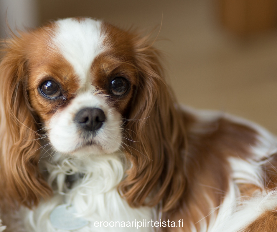 Chiari ja syringomyelia sekä PSOM ovat tyypillisesti cavaliereilla esiintyvä sairauskokonaisuus.