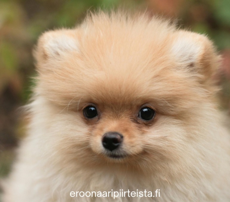 Pomeranian. Chiari-malformaatiota tavataan erityisesti pienillä koiraroduilla. Eroon ääripiirteistä.