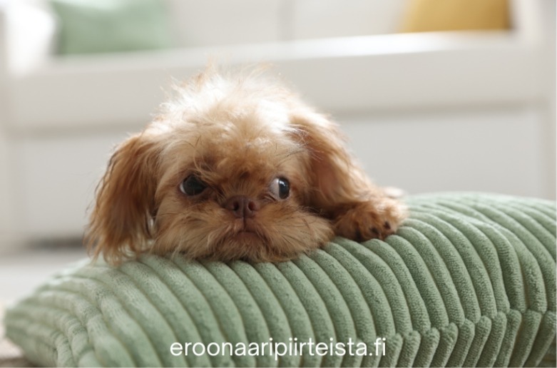 Kaksi koiraa vastakkain, vasemmalla ruskea pentu ja oikealla mustavalkoinen chihuahua, taustalla teksti SM Syringomyelia