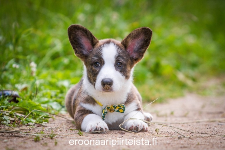Welsh corgi cardiganpentu ja infografiikka CDPA ja CDDY-retrogeenistä eroonääripiirteistä sivustolla.