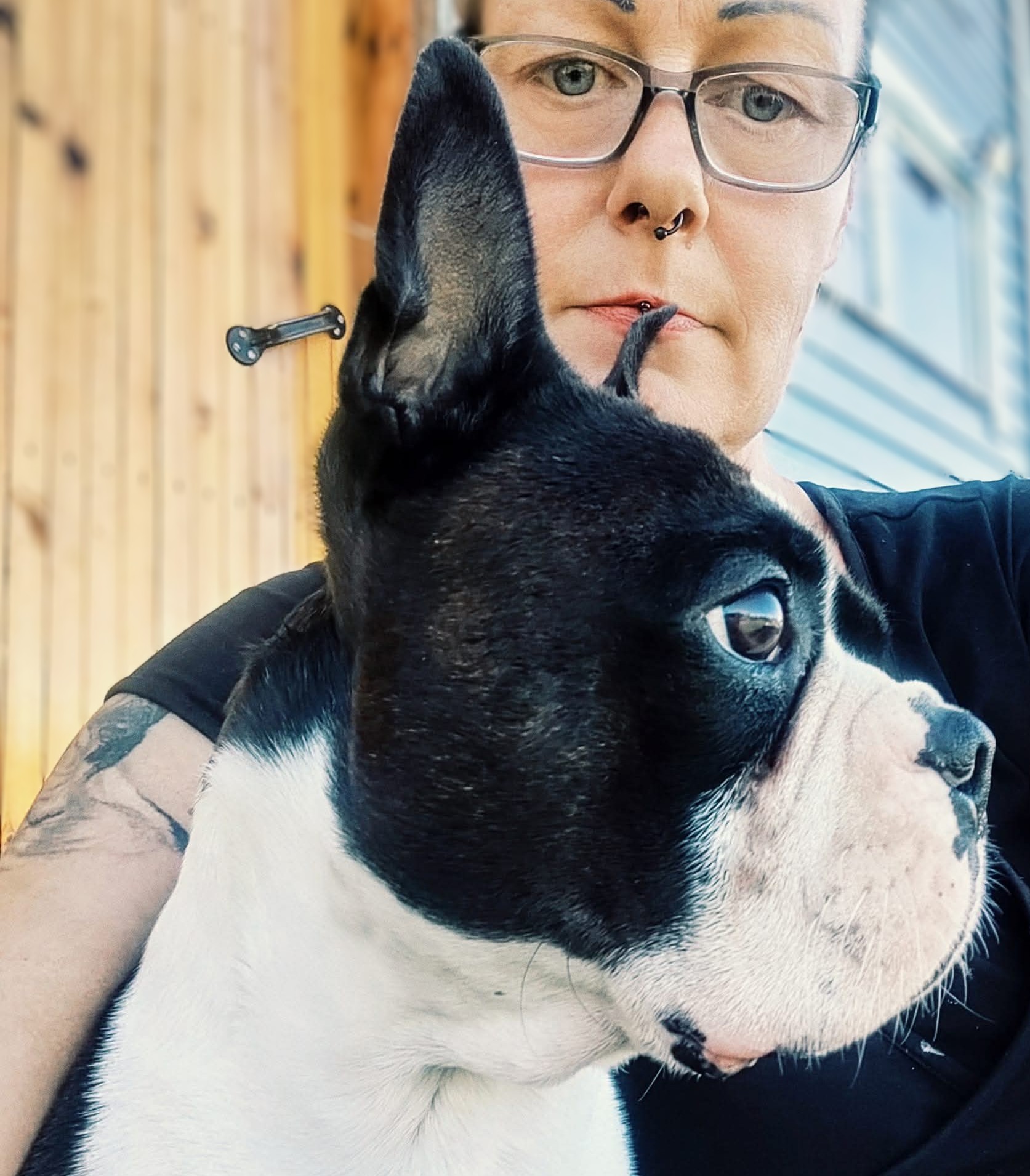 Eroon ääripiirteista sivustolla bostonterrierikasvattaja Susanna Kettunen, Kennel Mon Belamour