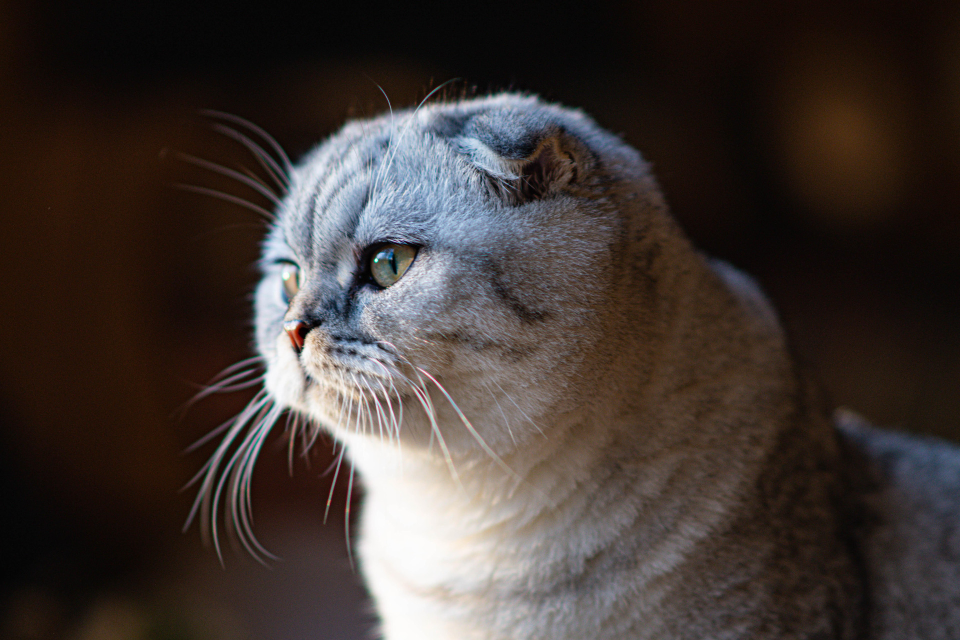 Kuvassa on Scottish fold kissa, joka lienee tunnetuin luppakorvainen kissarotu Suomessa. Luppakorvaisuutensa ohella rotu on myös brakykefaalinen. Kuva: michasekdzi/Pixabay. Eroon ääripiirteistä kansalaisaloitteen kotisivu.