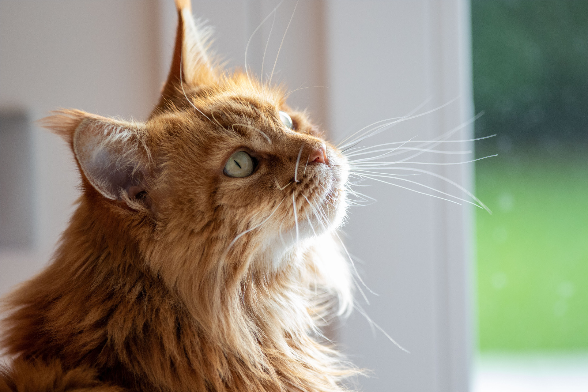 Kuvassa on maine coon, joka tunnetaan suurikokoisena kissarotuna. Suurta kokoa suosivilla jalostusvalinnoilla tiedetään olevan yhteys kasvaneeseen perinnöllisen lonkkadysplasian riskiin rodussa. Kuva: Enrico1203/Pixabay