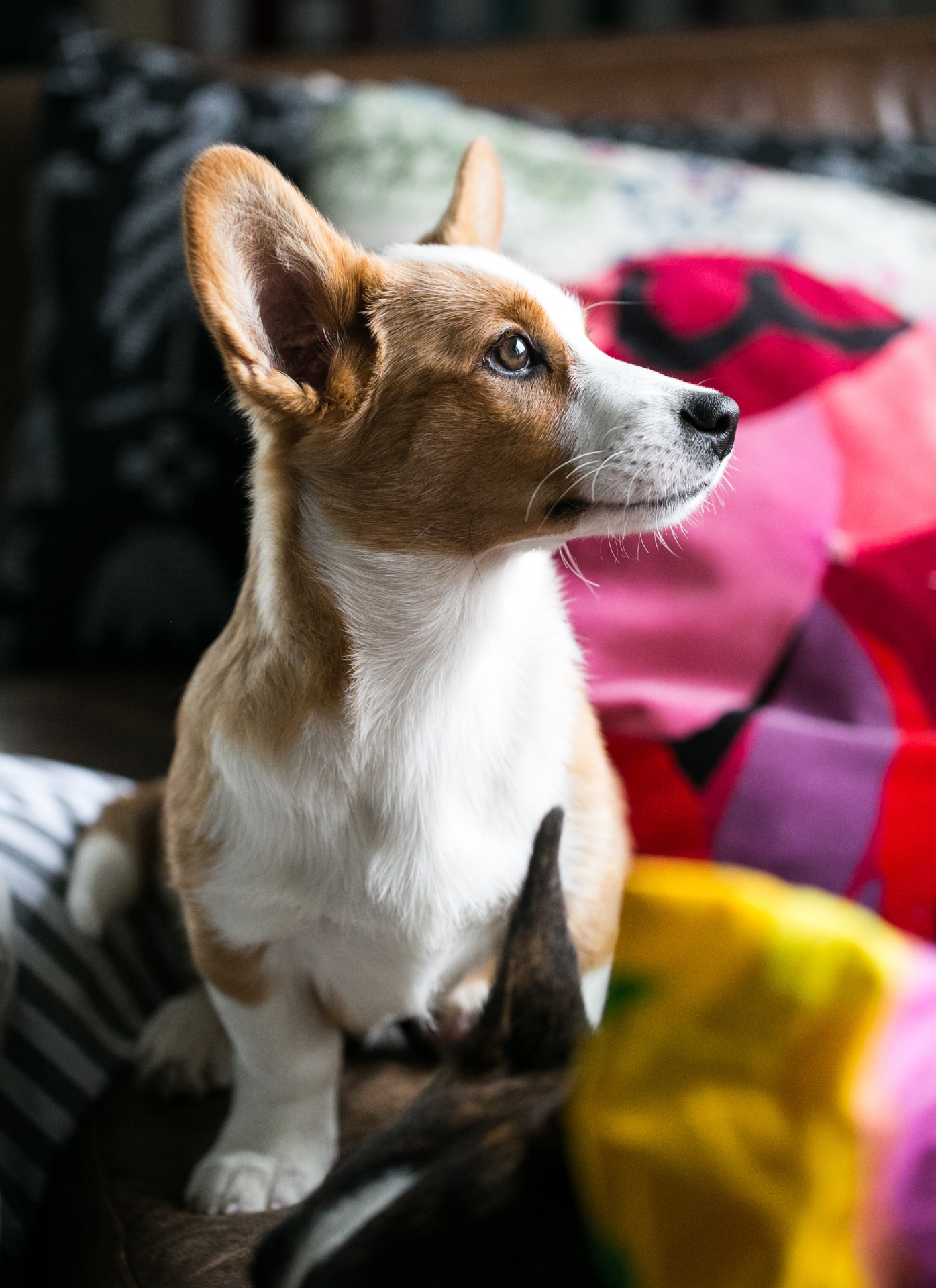 Eroon ääripiirteistä työryhmän jäsenen welsh corgi cardigan rotuinen koira. 