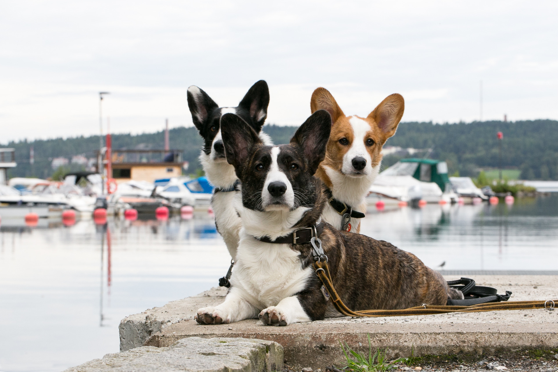 Eroon ääripiirteistä kansalaisaloitetyöryhmän jäsenen kolme welsh corgi cardigania. 