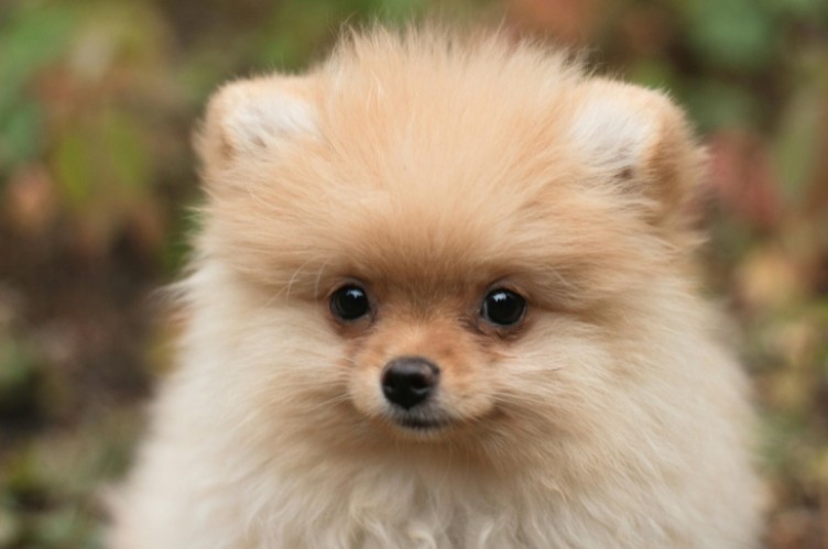 Eroon ääripiirteistä tietosivu. Kuvassa on pomeranian, joilla hyvin pieni, alle 2,5 kg:n paino on yhteydessä suurempaan syringomyelian riskiin.