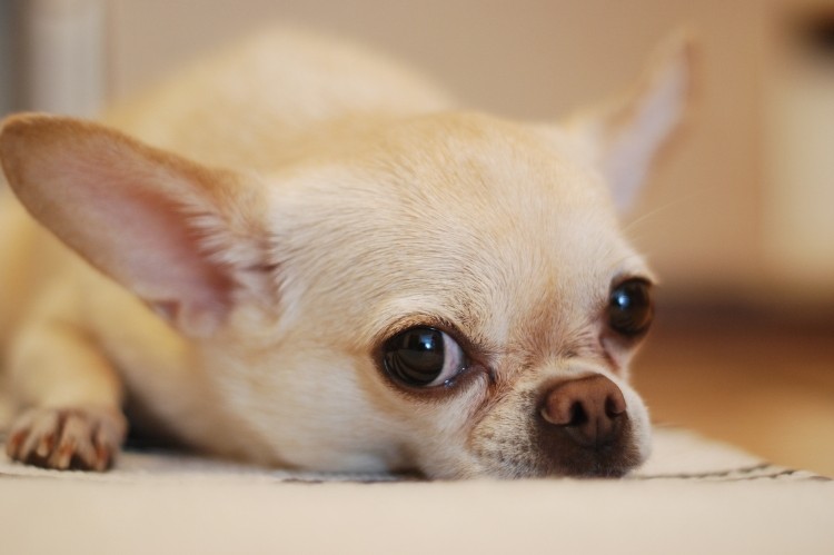 Eroon ääripiirteistä tietosivu. Kuvassa chihuahua mietteliäänä. Koiralla on selkäesti ongelmille altistava poikkeava kallonmuoto ja pullottavat silmät.