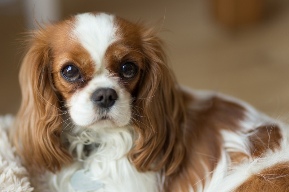 Cavalierkingcharlesinspanieli