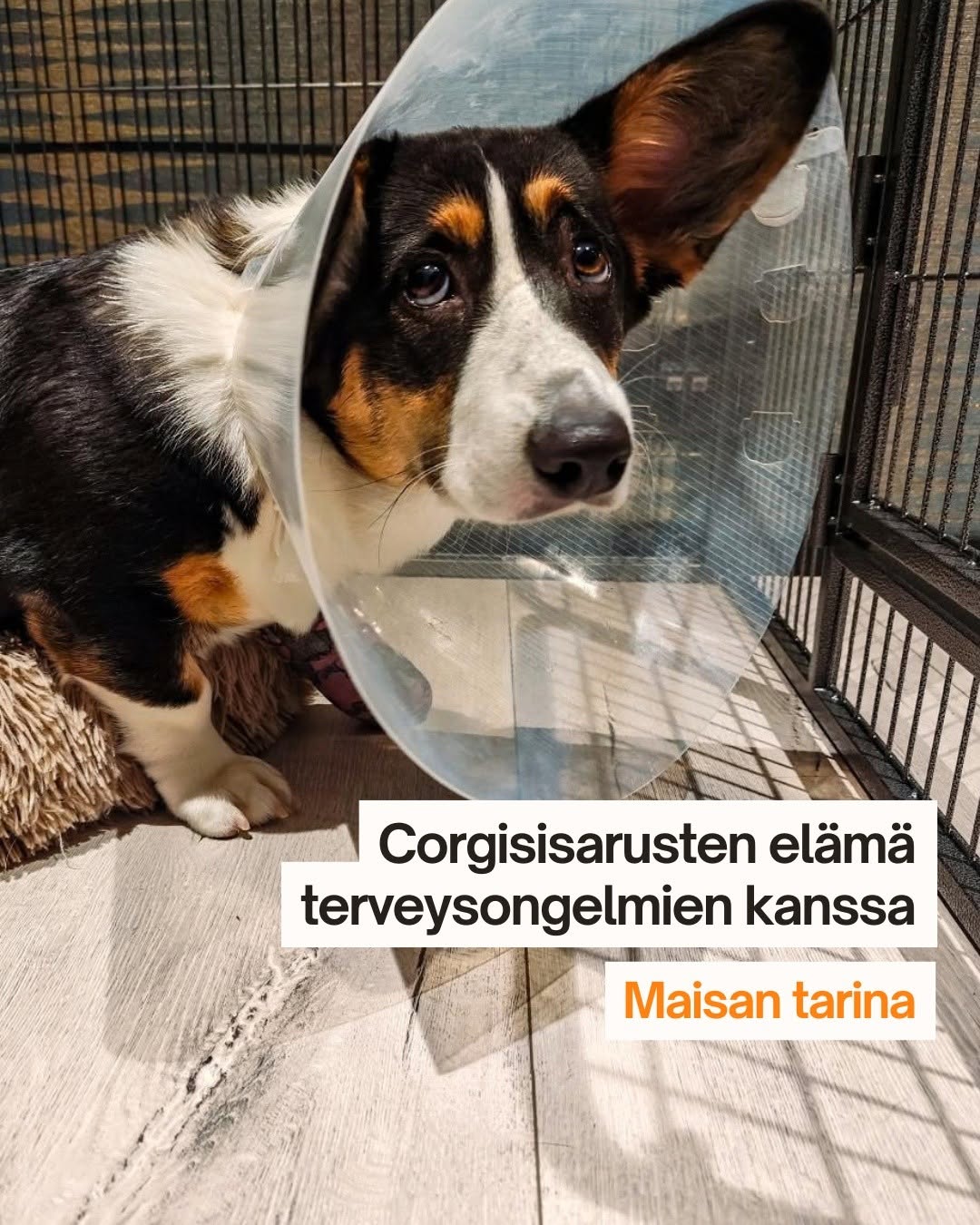 Welsh corgi cardigan narttu toipilaana häkissä, hoitokauluri päässä, inkongruenssileikkauksen jälkeen. 