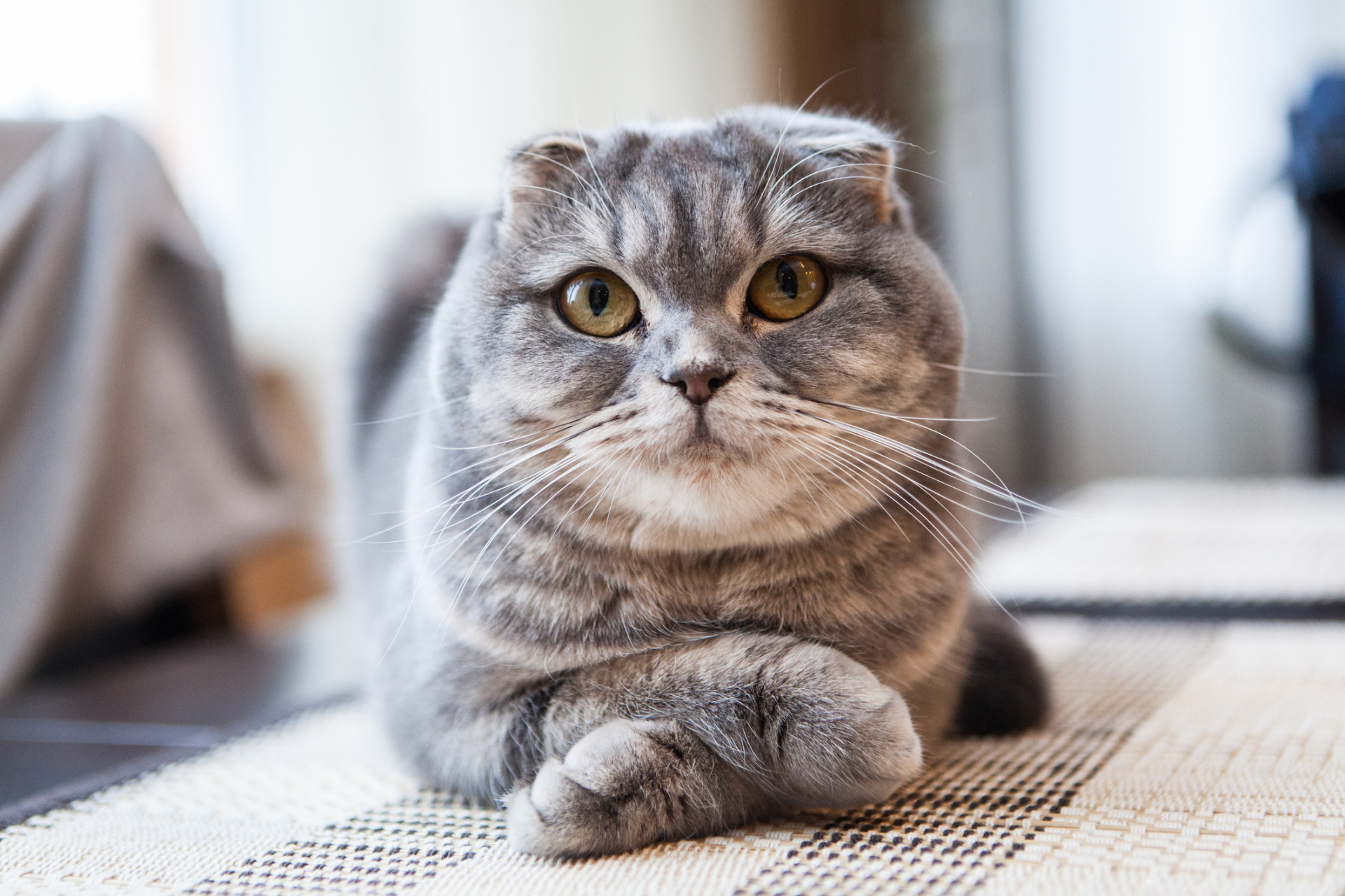 Scottish Fold kissa.