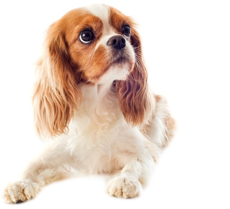 Cavalierkingcharlesinspanieli makaa ja katsoo  yläviistoon. 