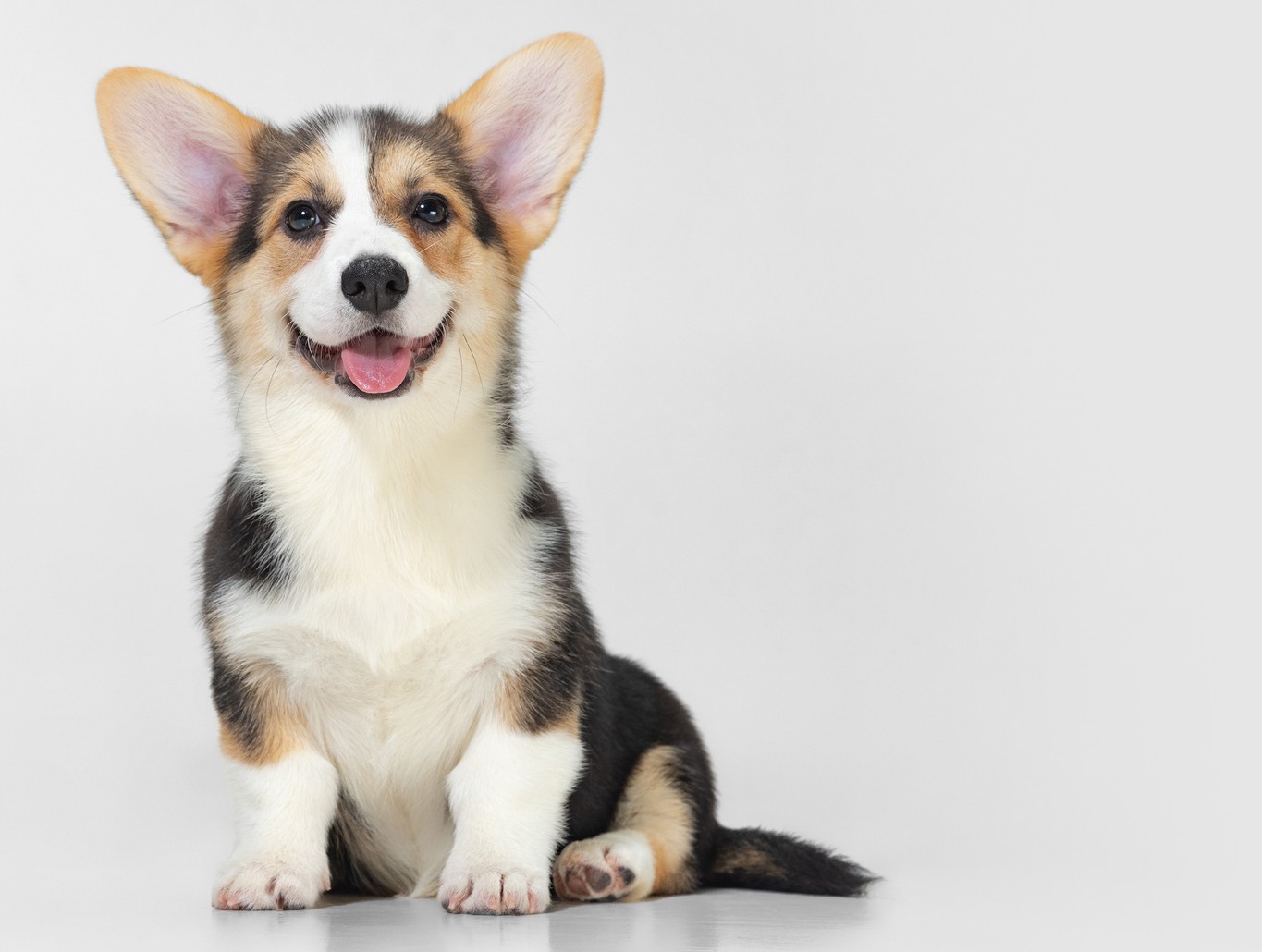 Söpö corginpentu. 