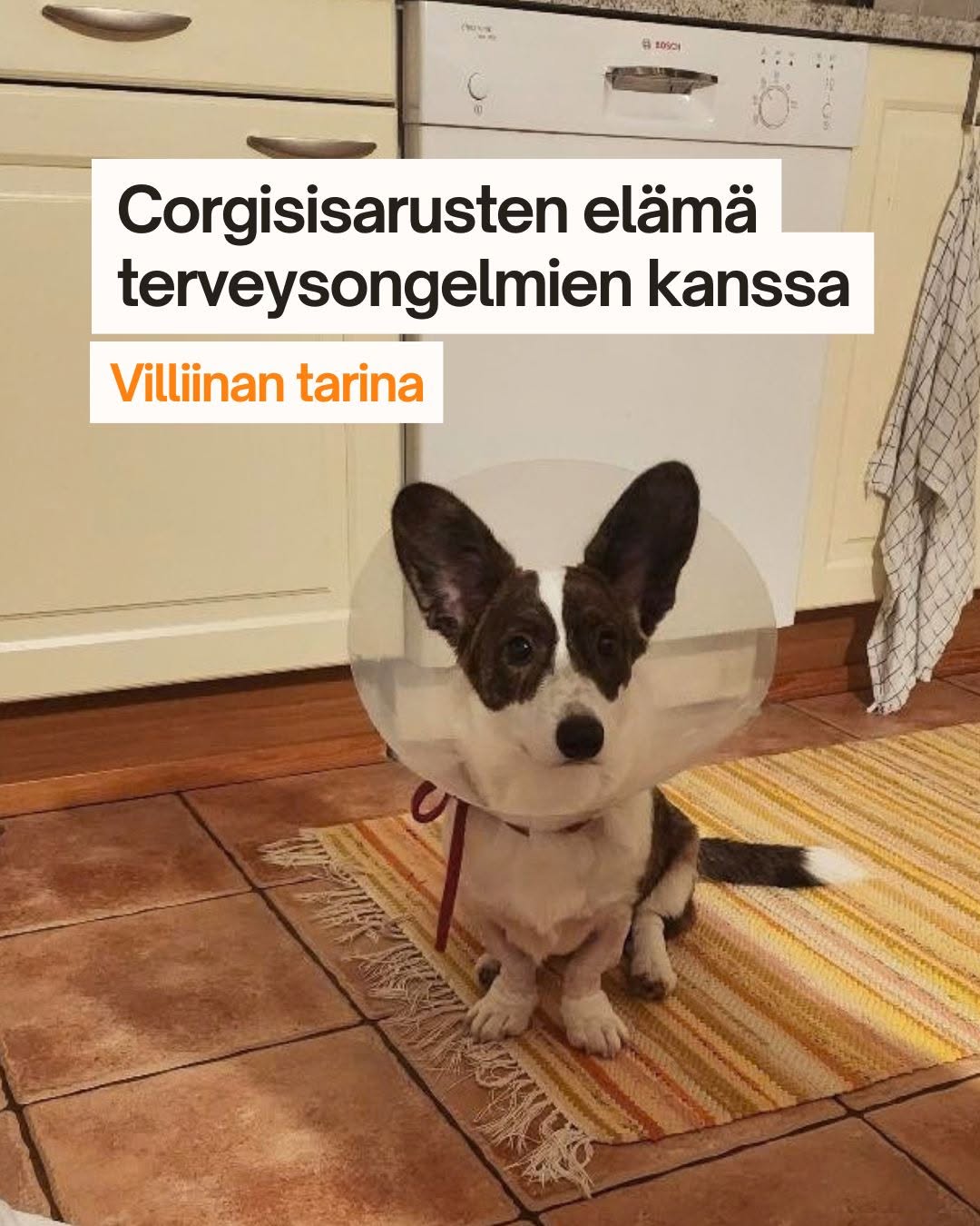 Welsh corgi cardigan narttu toipilaana, hoitokauluri päässä, inkongruenssileikkauksen jälkeen. 