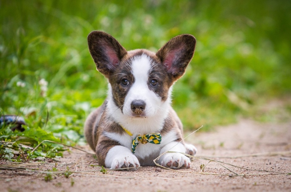 Welsh corgi cardiganpentu ja infografiikka CDPA ja CDDY-retrogeenistä eroonääripiirteistä sivustolla.