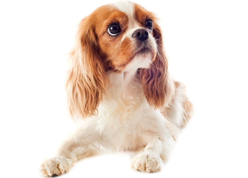Makuuasennossa oleva cavalierkingcharlesinspanieli  katsoo  anovasti yläviistoon. 