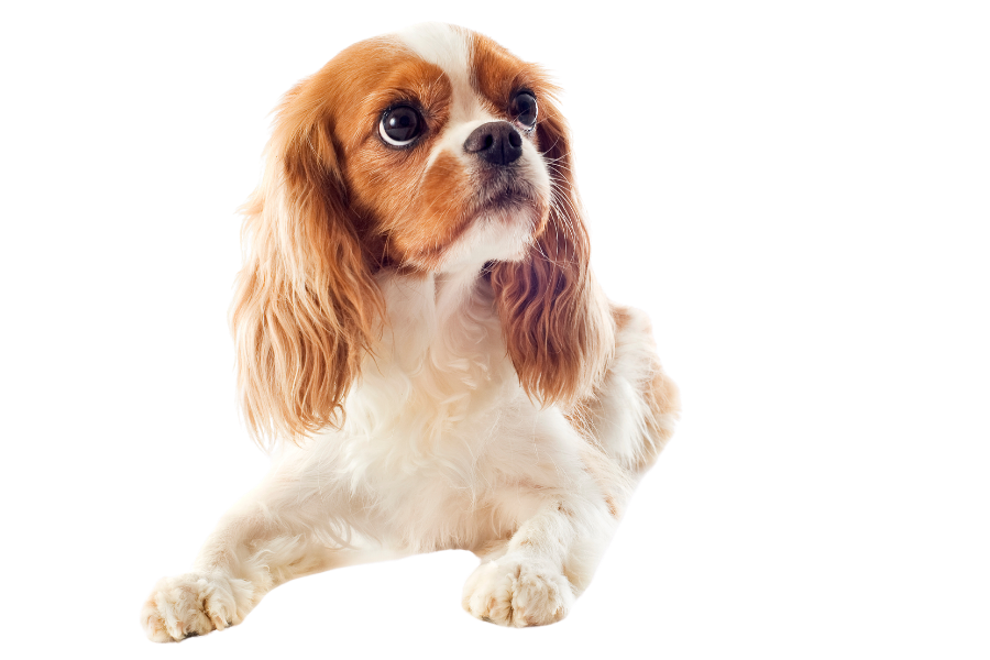 Makuuasennossa oleva cavalierkingcharlesinspanieli  katsoo  anovasti yläviistoon. 